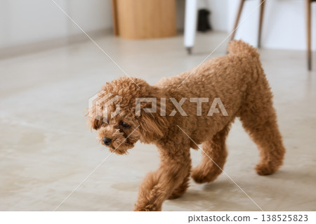 一隻玩具貴賓犬在室內散步;與小型犬一起居家生活。 一隻玩具貴賓犬在室內散步;與小型犬一起居家生活。 138525823
