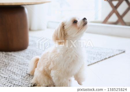 一隻馬爾濟斯犬從窗戶抬頭望著；一隻白狗在室內放鬆的生活。 138525824
