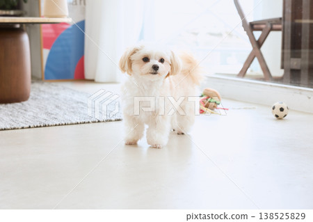 Maltese playing indoors: Pet life with a small dog 138525829