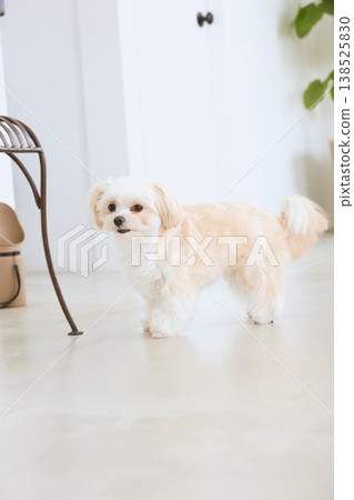 馬爾濟斯犬室內玩耍:小型犬的寵物生活 馬爾濟斯犬室內玩耍:小型犬的寵物生活 138525830