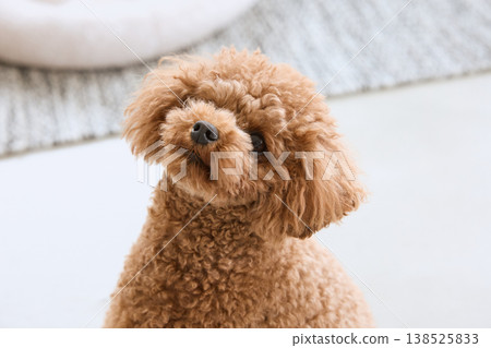 一隻玩具貴賓犬在室內放鬆；小狗臉上露出可愛的表情。 138525833