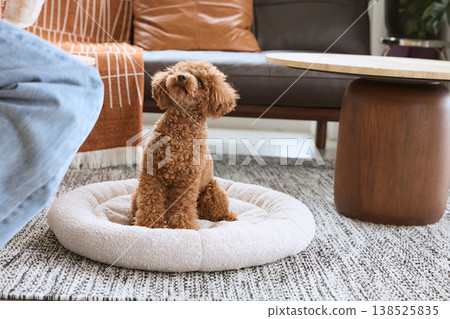 一隻玩具貴賓犬在狗窩裡放鬆休息。小型犬的室內生活。 一隻玩具貴賓犬在狗窩裡放鬆休息。小型犬的室內生活。 138525835