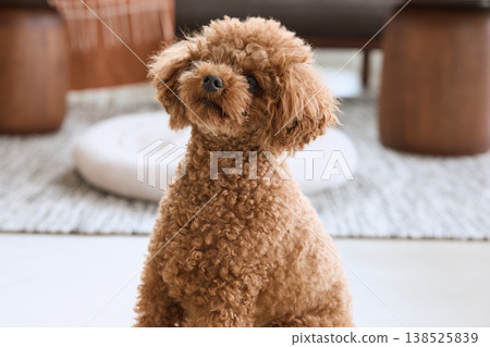 玩具貴賓犬抬頭仰望的可愛姿態 138525839