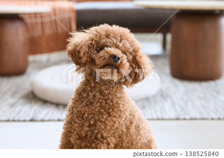 一隻玩具貴賓犬閉著眼睛放鬆休息。 138525840