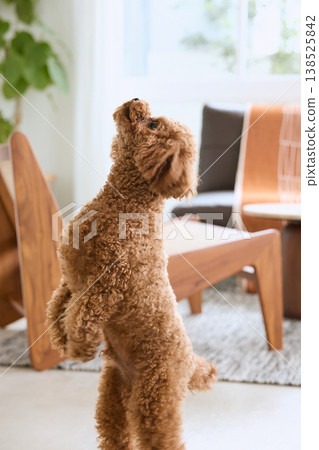 一隻玩具貴賓犬在室內站著——一隻可愛小狗的滑稽舉動。 一隻玩具貴賓犬在室內站著——一隻可愛小狗的滑稽舉動。 138525842