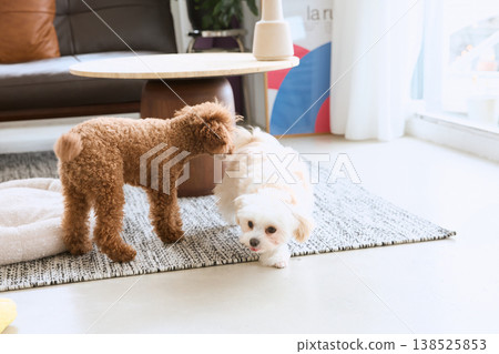 馬爾濟斯犬和玩具貴賓犬在室內玩耍:多寵物生活 馬爾濟斯犬和玩具貴賓犬在室內玩耍:多寵物生活 138525853