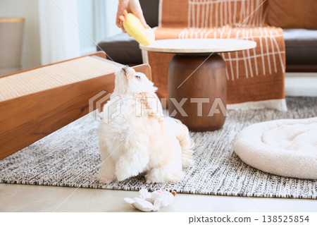 一隻馬爾濟斯犬抬頭看著玩具;這是小型犬在客廳玩耍的典型一天。 一隻馬爾濟斯犬抬頭看著玩具;這是小型犬在客廳玩耍的典型一天。 138525854