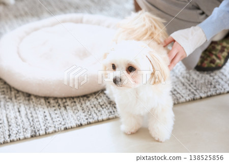 A Maltese dog being petted by its owner in the living room. Life with a dog. A Maltese dog being petted by its owner in the living room. Life with a dog. 138525856