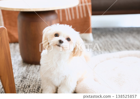 A Maltese dog tilting its head to look at the camera in the living room. A Maltese dog tilting its head to look at the camera in the living room. 138525857