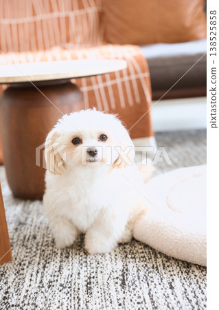 A Maltese dog sitting in the living room and looking at the camera. Life with a dog. A Maltese dog sitting in the living room and looking at the camera. Life with a dog. 138525858