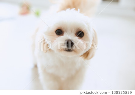 A close-up of a Maltese dog's face looking directly at the camera. A close-up of a Maltese dog's face looking directly at the camera. 138525859