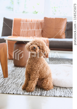 一隻玩具貴賓犬坐在客廳。這就是有狗的生活。 138525873