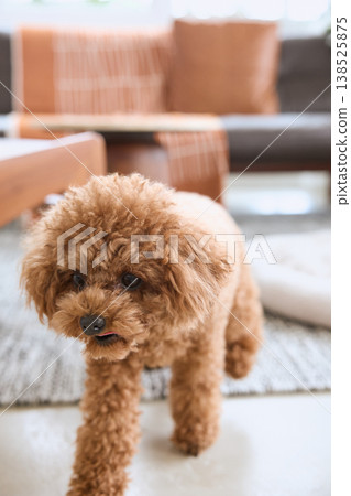 一隻玩具貴賓犬在客廳走來走去。這就是有狗的生活。 138525875