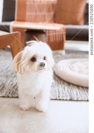 A small white dog standing in the living room: an indoor scene of life with a dog. A small white dog standing in the living room: an indoor scene of life with a dog. 138525880