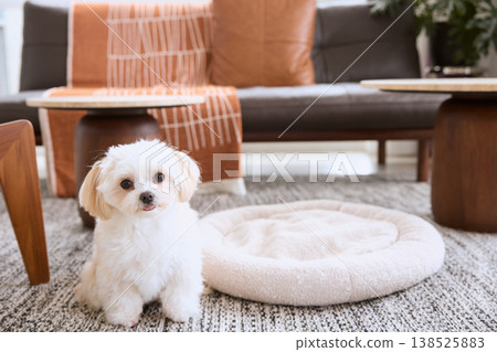 A small white dog sits next to the dog bed in the living room. An indoor scene of life with a dog. A small white dog sits next to the dog bed in the living room. An indoor scene of life with a dog. 138525883