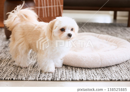 A small white dog sitting on the living room rug. A natural lifestyle with a dog. A small white dog sitting on the living room rug. A natural lifestyle with a dog. 138525885