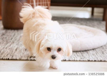 一隻小白狗坐在客廳的地毯上。一種與狗相伴的自然生活方式。 一隻小白狗坐在客廳的地毯上。一種與狗相伴的自然生活方式。 138525886