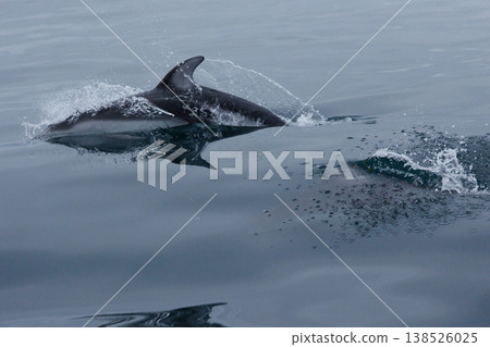 初夏的象徵：陸奧灣（青森縣）的海豚 138526025