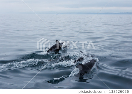 初夏的象徵：陸奧灣（青森縣）的海豚 138526026