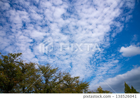 公園裡的樹木和秋天的天空 138526041