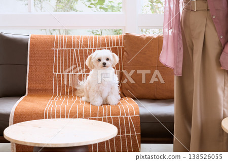 A woman playing with her Maltese in the living room. Life with a dog. A lifestyle spent with pets. 138526055