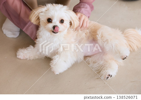 一位女士的手撫摸著馬爾濟斯犬的肚子:與寵物共同生活和身體接觸 一位女士的手撫摸著馬爾濟斯犬的肚子:與寵物共同生活和身體接觸 138526071