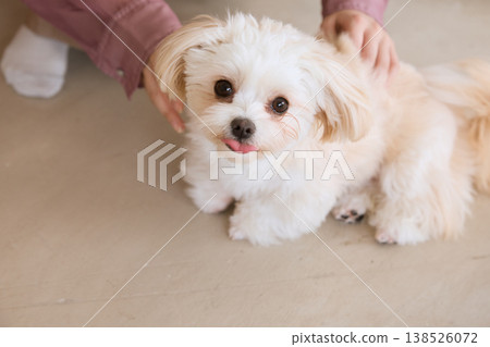 一位女士的手撫摸著馬爾濟斯犬的肚子:與寵物共同生活和身體接觸 一位女士的手撫摸著馬爾濟斯犬的肚子:與寵物共同生活和身體接觸 138526072