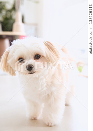 A small white dog sitting on the living room rug. A natural lifestyle with a dog. A small white dog sitting on the living room rug. A natural lifestyle with a dog. 138526118