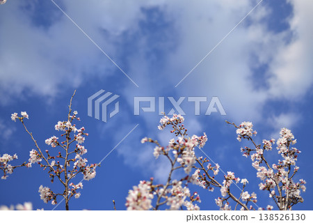 春天的櫻花、天空和雲朵 138526130