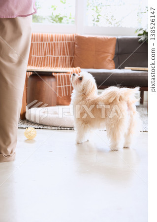 A Maltese dog walking beside a woman; daily life with pets indoors. 138526147