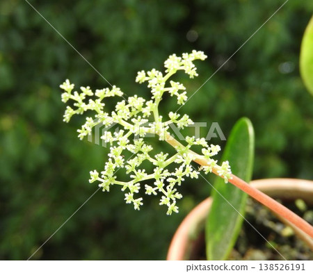 豆瓣綠的花朵長著可愛的圓形葉子。 豆瓣綠的花朵長著可愛的圓形葉子。 138526191
