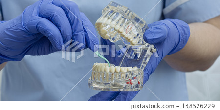 Dentist demonstrating interdental cleaning with a green brush on a clear jaw model. Wide dental hygiene banner. 138526229