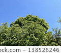 Big tree  138526246