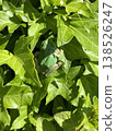 Frog on leaves 138526247