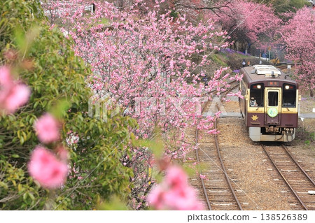 Watarase Keikoku Railway: "Aerial view from Kobe Station with blooming peach blossoms" Watarase Keikoku Railway: "Aerial view from Kobe Station with blooming peach blossoms" 138526389