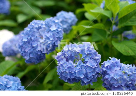 小田原城公園的繡球花 小田原城公園的繡球花 138526440