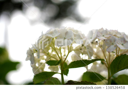 Hydrangeas at Odawara Castle Park 138526458