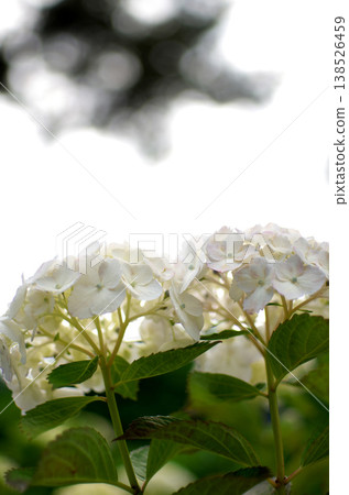 Hydrangeas at Odawara Castle Park 138526459