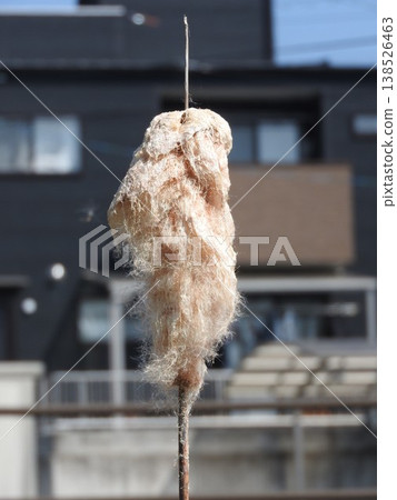 香蒲穗：春天毛茸茸的種子釋放之前的階段。 138526463