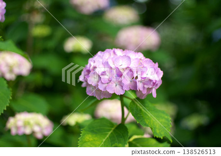 Hydrangeas at Odawara Castle Park Hydrangeas at Odawara Castle Park 138526513
