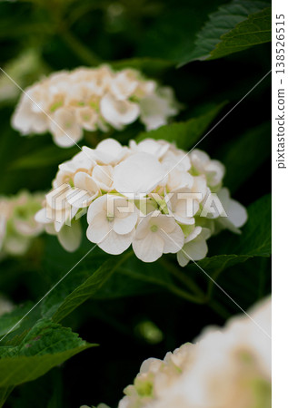 小田原城公園的繡球花 小田原城公園的繡球花 138526515