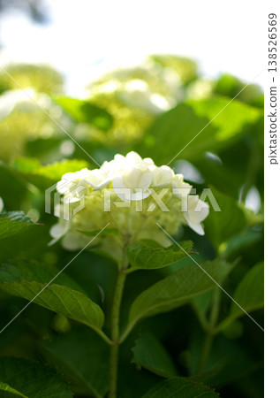 Hydrangeas at Odawara Castle Park Hydrangeas at Odawara Castle Park 138526569