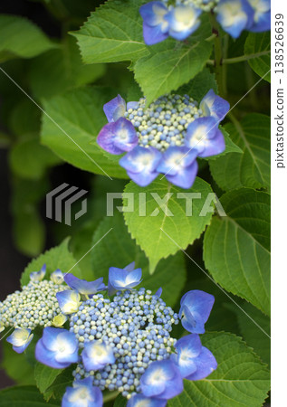 Hydrangeas at Odawara Castle Park 138526639