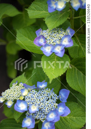 Hydrangeas at Odawara Castle Park 138526640