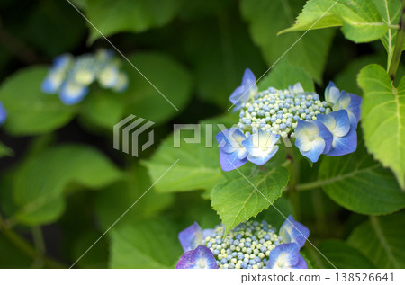 小田原城公園的繡球花 138526641