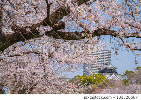Okazaki Castle in spring, cherry blossoms in full bloom (Okazaki City, Aichi Prefecture) 138526667