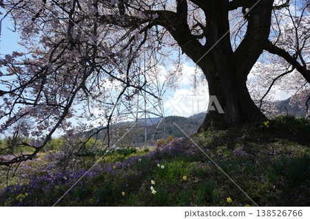 山梨縣:汪塚櫻花 山梨縣:汪塚櫻花 138526766