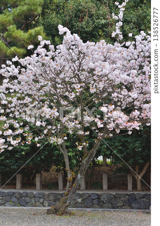 五子宮神社的櫻花 五子宮神社的櫻花 138526777