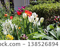 Tulips blooming in the flowerbed 138526894
