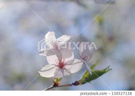 春日的陽光和櫻花 138527138